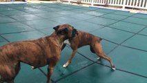 Two boxers adorably slip 'n slide on covered pool