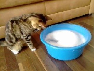 Cautious cat inspects shampoo bubbles, not totally sold