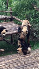 Adorable baby pandas enjoying playtime