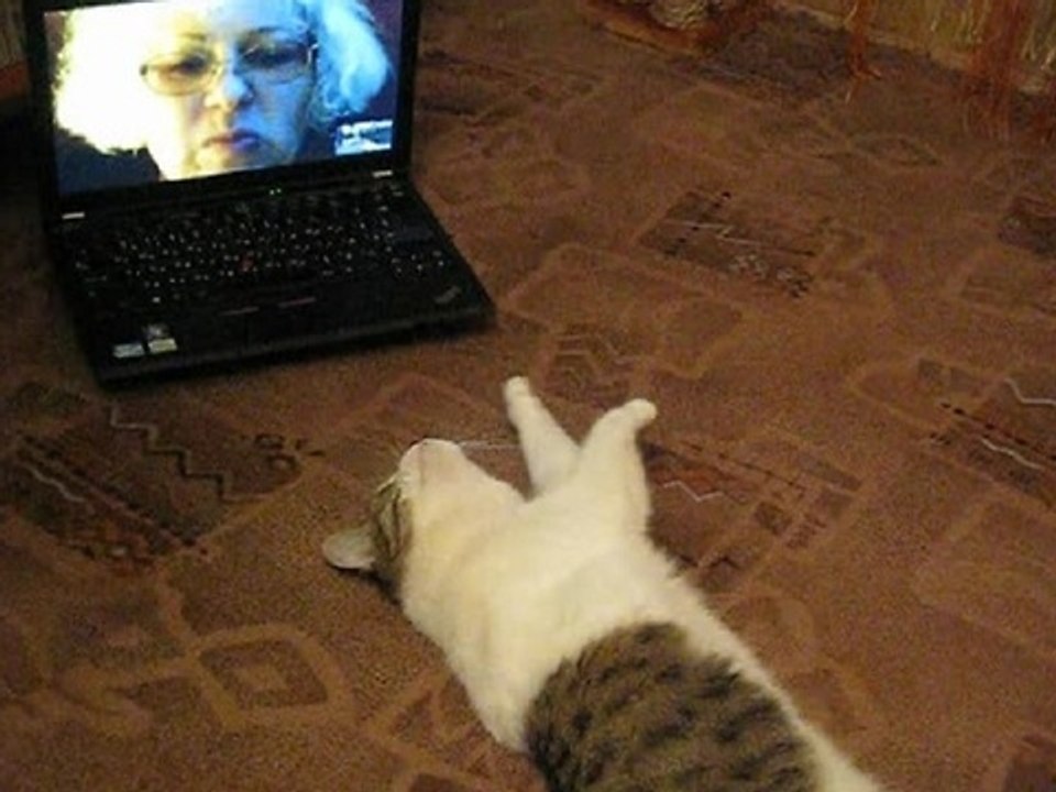 Musya the cat Skypes with her owner