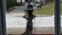 Sneaky squirrel steals from bird feeder