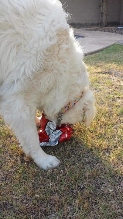 Silly puppy gets chip bag stuck on her head