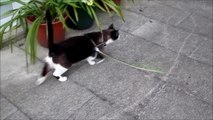 Cat goes out for a walk like a dog!