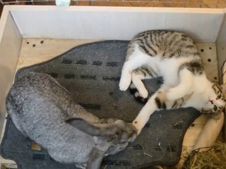 Kitten determined to get rabbit's attention