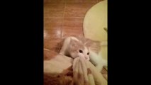 Furious Cat Really Wants His Blanket