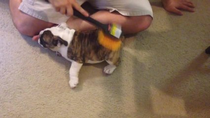 English Bulldog Puppy Loves Scrub Brush