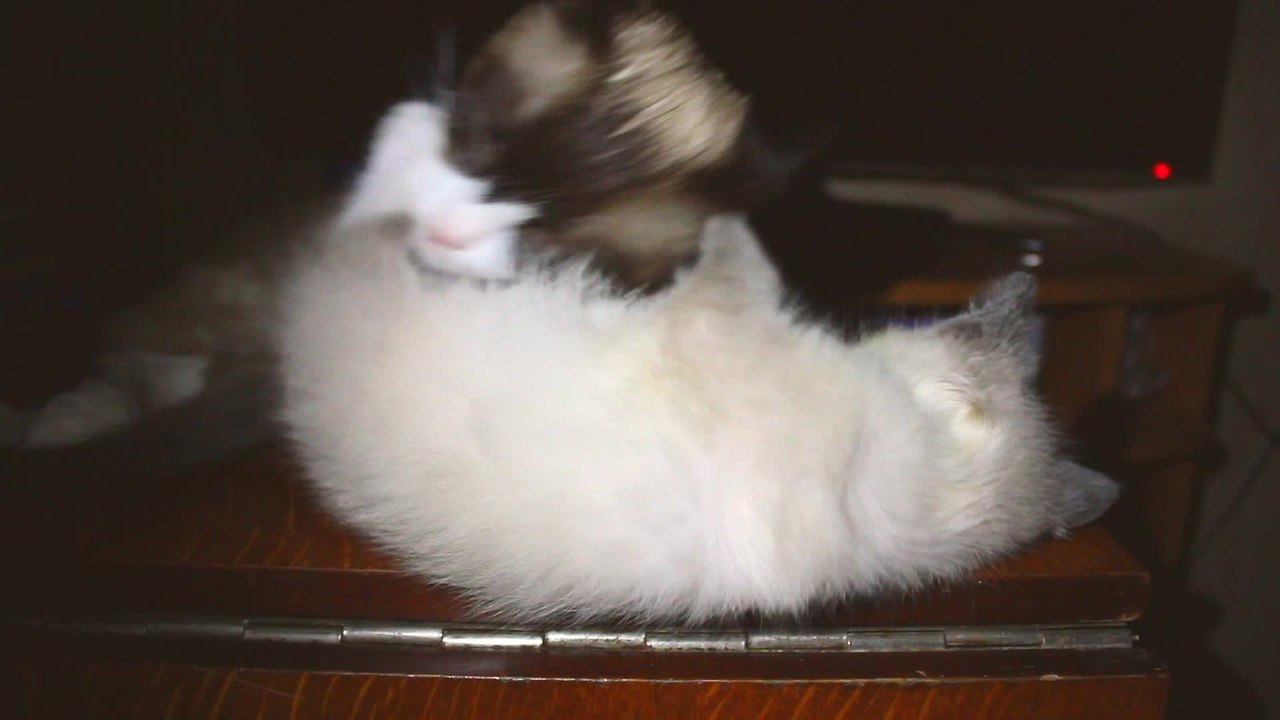 Cat licks adorable kitten right off the table
