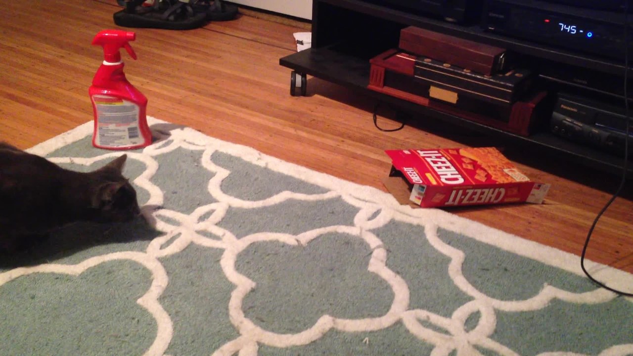 Cat Tries to Fit into a Cracker Box