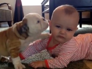 Adorable Bulldog Can't Stop Kissing Baby