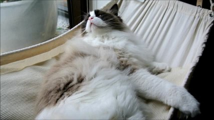 Timo the Ragdoll Cat Loves His Hammock