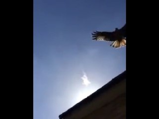 Father attacked by Red Kite 'bird of prey'