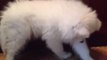 Cute Samoyed Puppy Cautious of French Fry