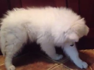Cute Samoyed Puppy Cautious of French Fry