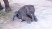 Baby Elephant Tries to Stand for First Time