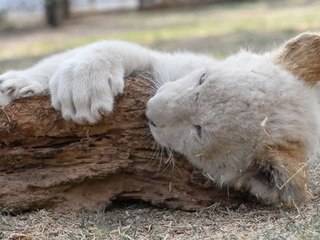 Cutest Lion Cub Ever Chewing on Wood