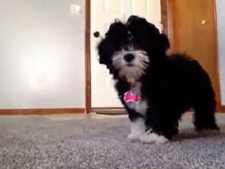 Puppy Gets Shy In Front of the Camera