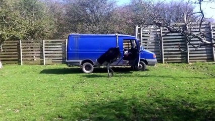 Silly Ostrich Tries to Get Rid of an Itch