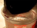 Cats Drinking in Slow Motion!