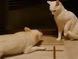 Dog Silently Irritates Cat