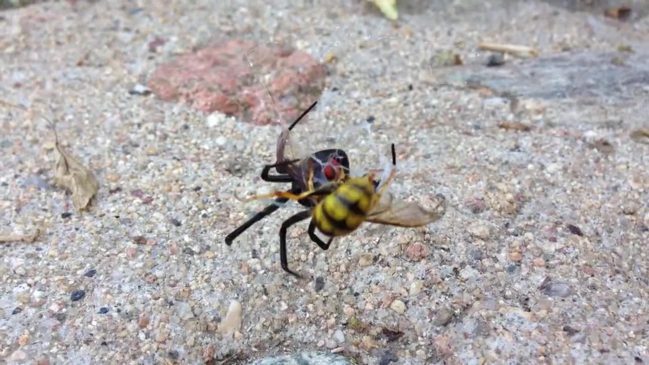Black Widow vs. Yellow Jacket