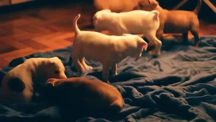 Funny Animals Funny Cats, Funny Dogs & Animals Animals Funny.