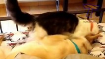 Cute animals waking each other up - Funny animal compilation.