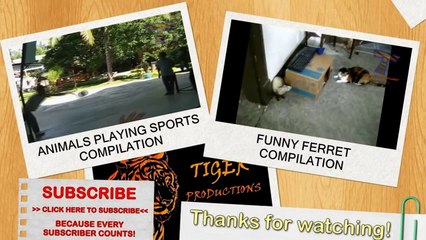 Dogs scared of cats - Funny animal compilation.