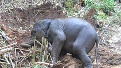 Adorable baby elephant enjoying playtime