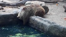 Bear saves drowning crow at Budapest Zoo