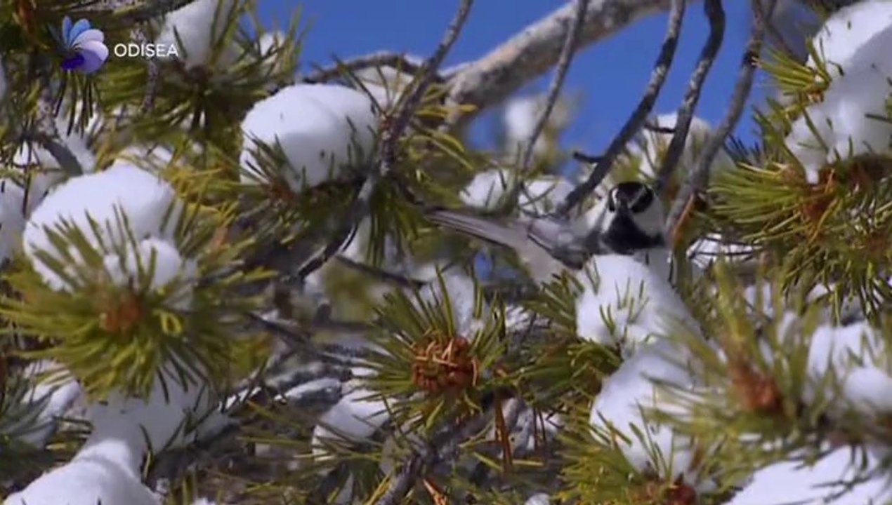 Animales superdotados 1x1 de 2 Inteligencia practica.2012 (Documental C.Odisea).(BBC).[720x400][xvid-mp3].48m.by.Dok.(bizzentte.com)