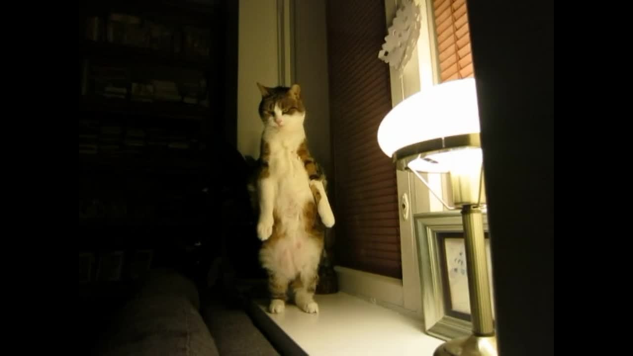 Cat's vertical "elevator" stretch compilation