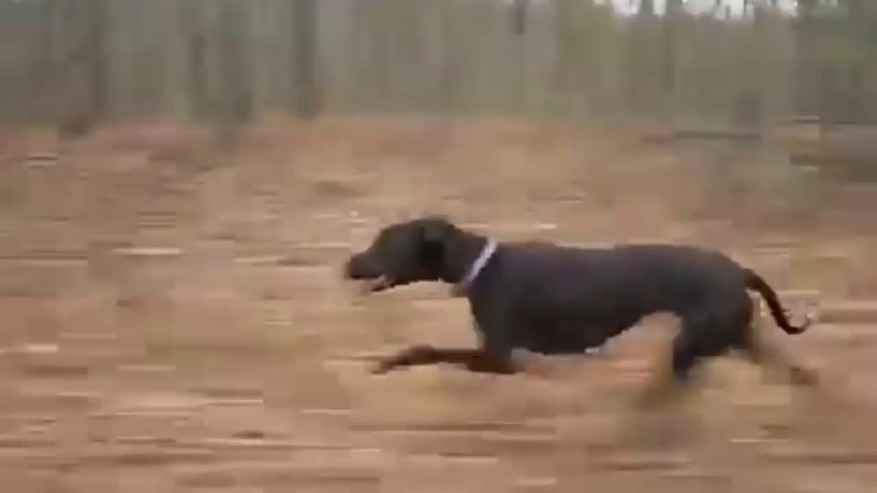 Great Dane Reaches Speeds of 30mph!