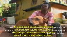 Perra viaja 4km diarios para alimentar a sus amigos