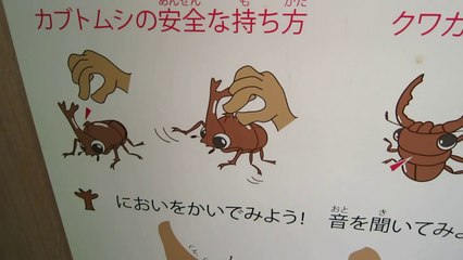 カブトムシとクワガタムシの安全な持ち方