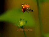 Yavaş Çekim - Uğur böceği