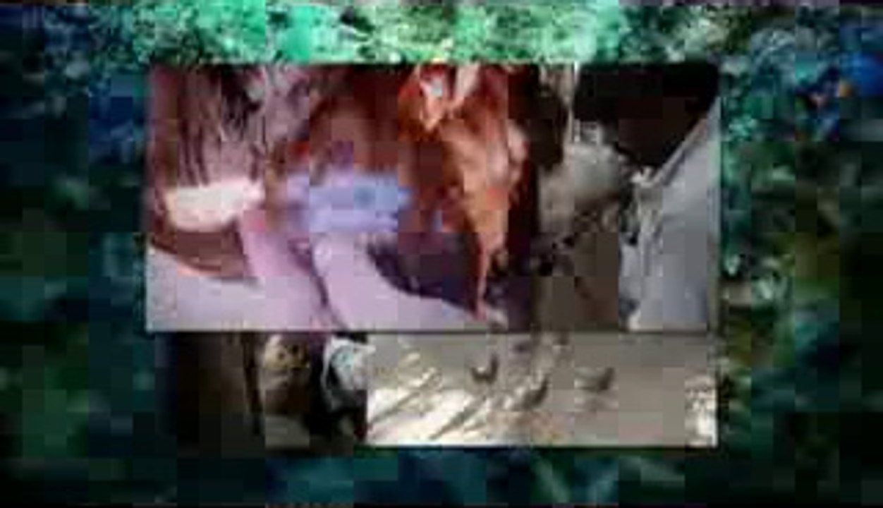 Rural Poultry Farming for Egg Production