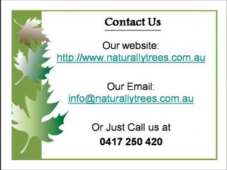 Need Tree Surgeons in Sydney