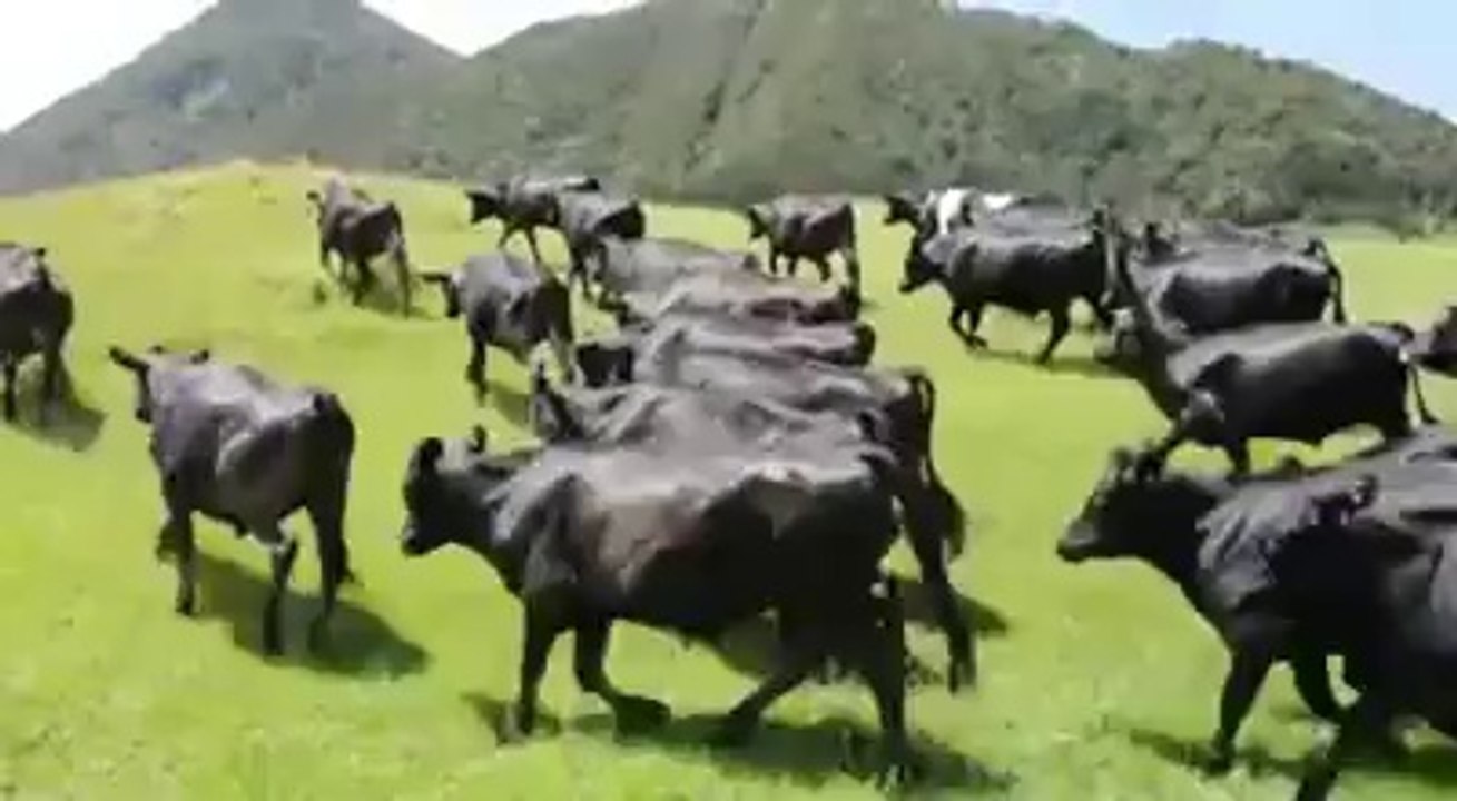 Pastoreando Ganado con un Carro RS