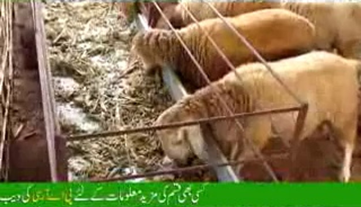 Sheep Farming