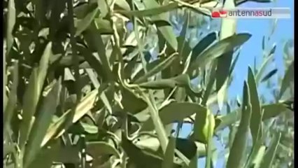 TG 05.08.14 Xylella, Coldiretti: "Il decreto va fatto subito"