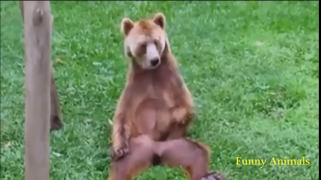 Funny animals  - wegschmeiss.de