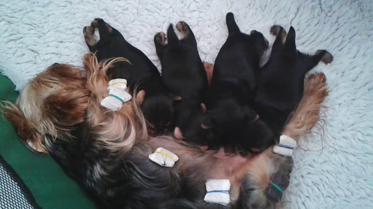 20140805_101910 chiots de First Lady