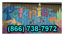 Puppies For Sale Charlottesville VA |Petopia|866.738.7972