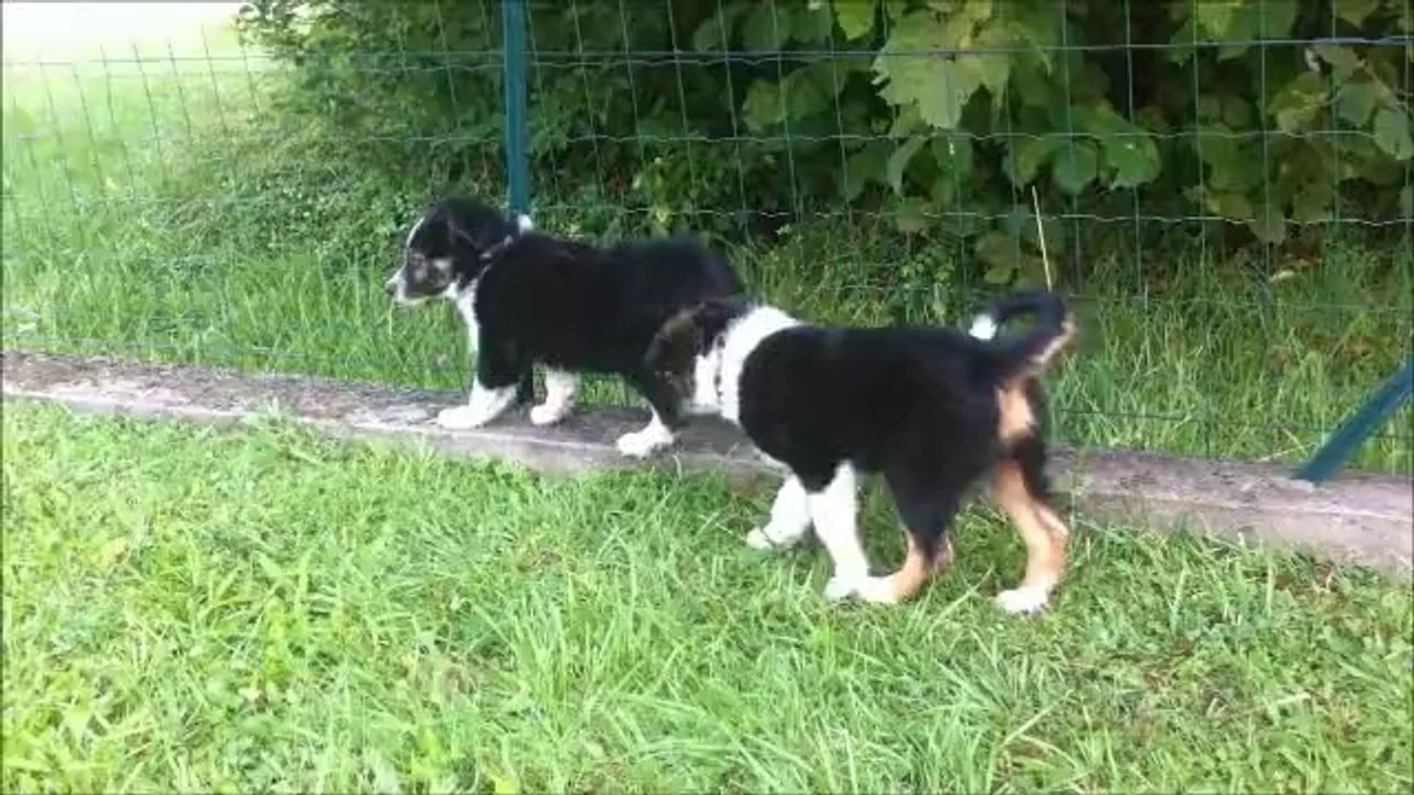 Chiots GinXKobe 2 mois