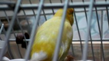 ill canary