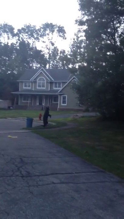 Un ours debout sur ses pattes arrière marche comme un humain