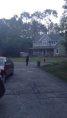 Brown bear walking like a man!