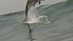 Dolphin Jumps Out of Wave Behind Surfer