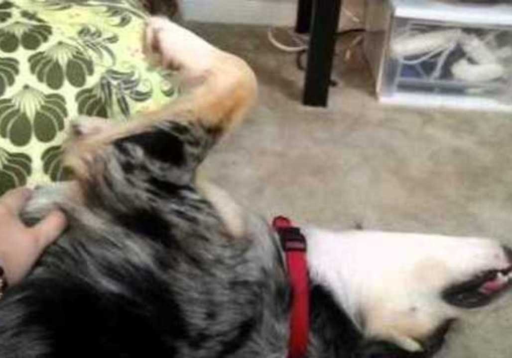 Lazy Dog Refuses to Move