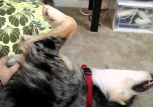 Lazy Dog Refuses to Move